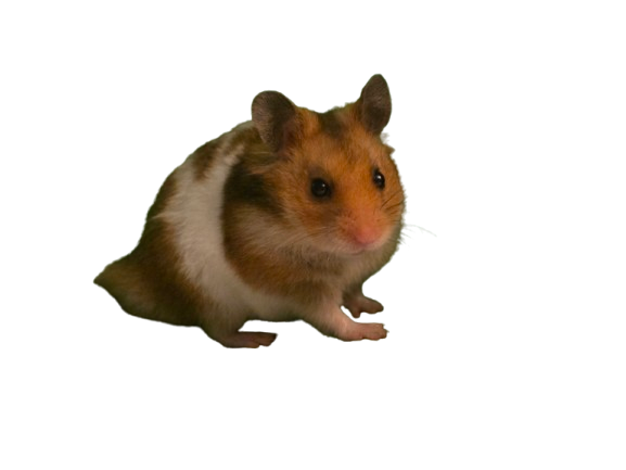 Cinnamon Bun